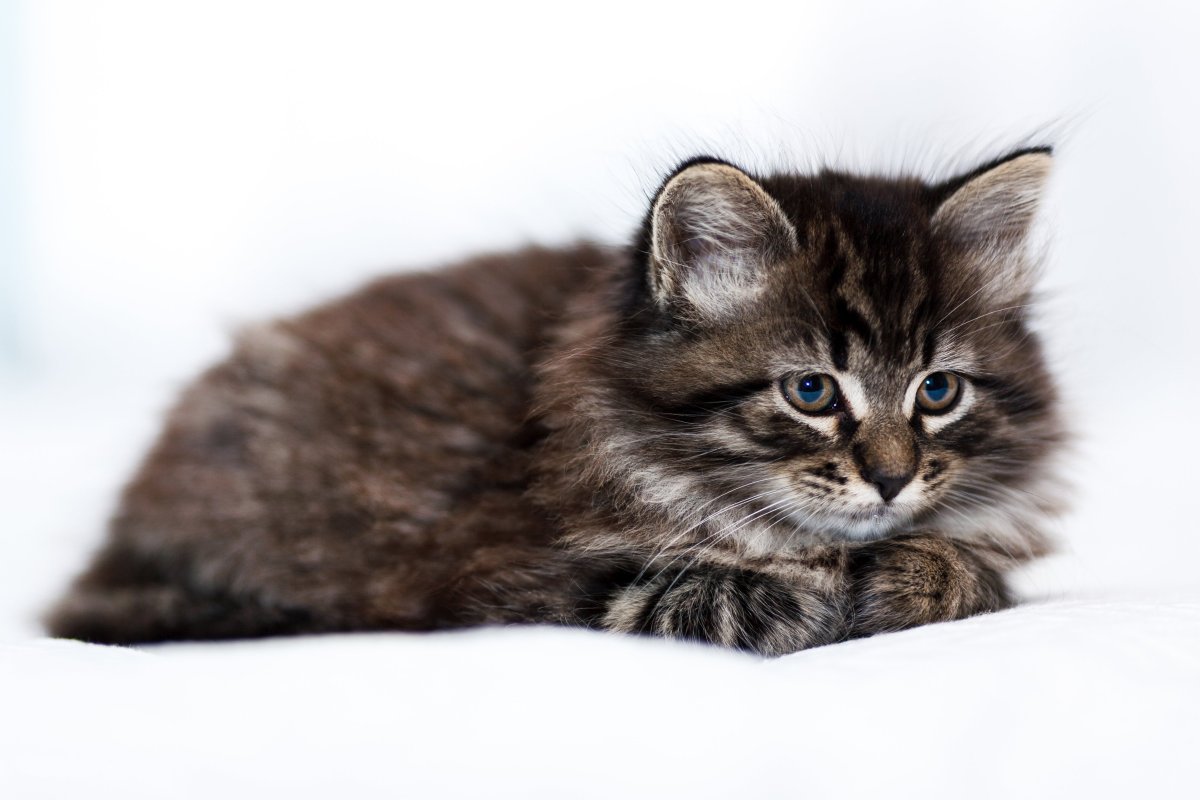 Пушистая кошка лежит