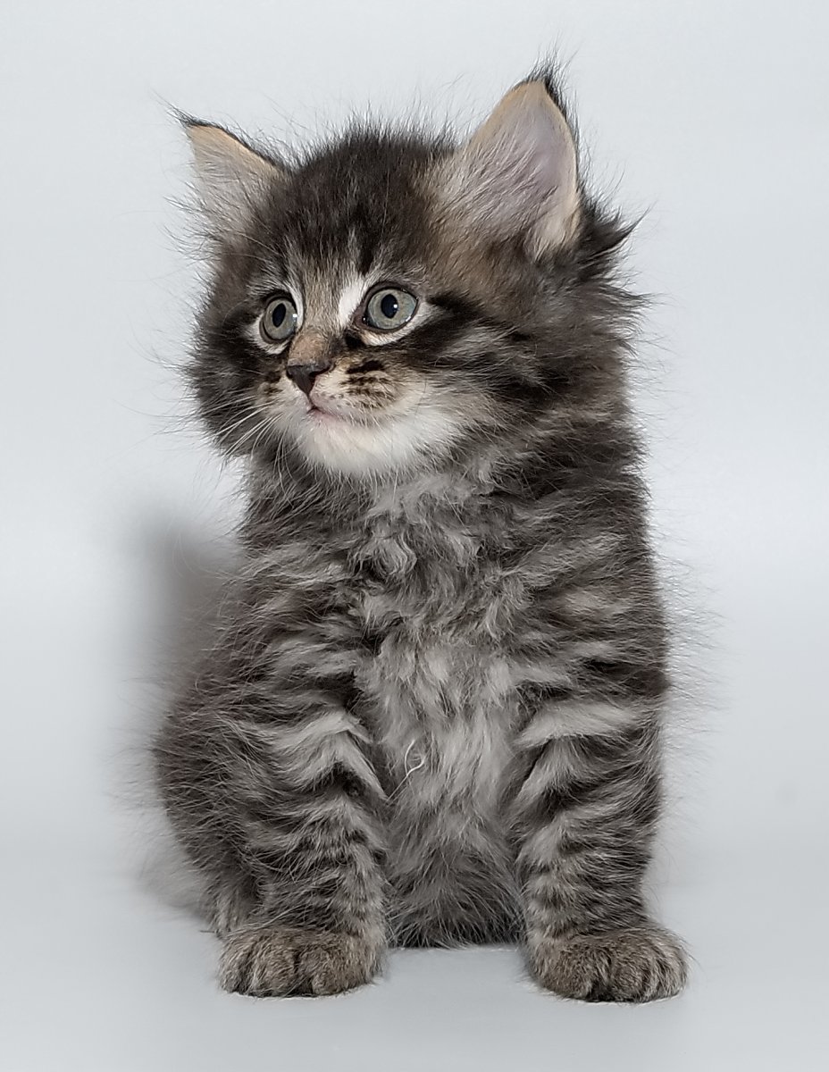 Сибирский кот котенок