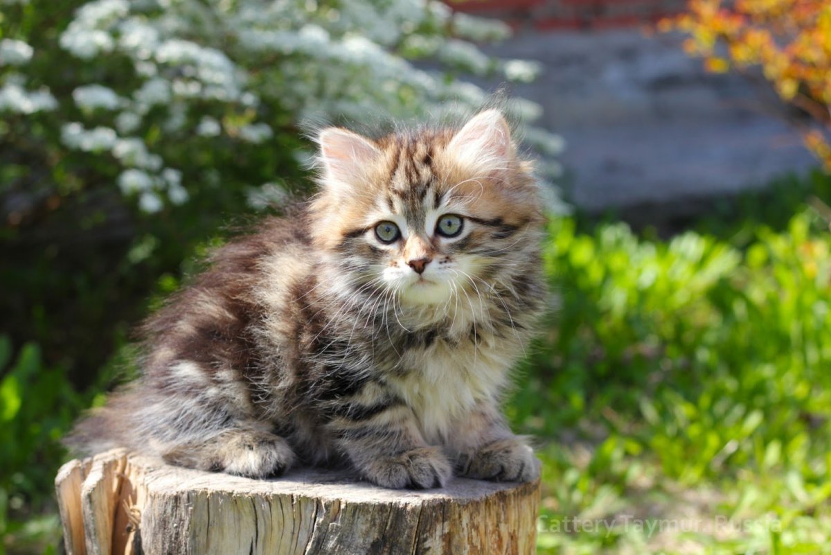 Сибирские котята