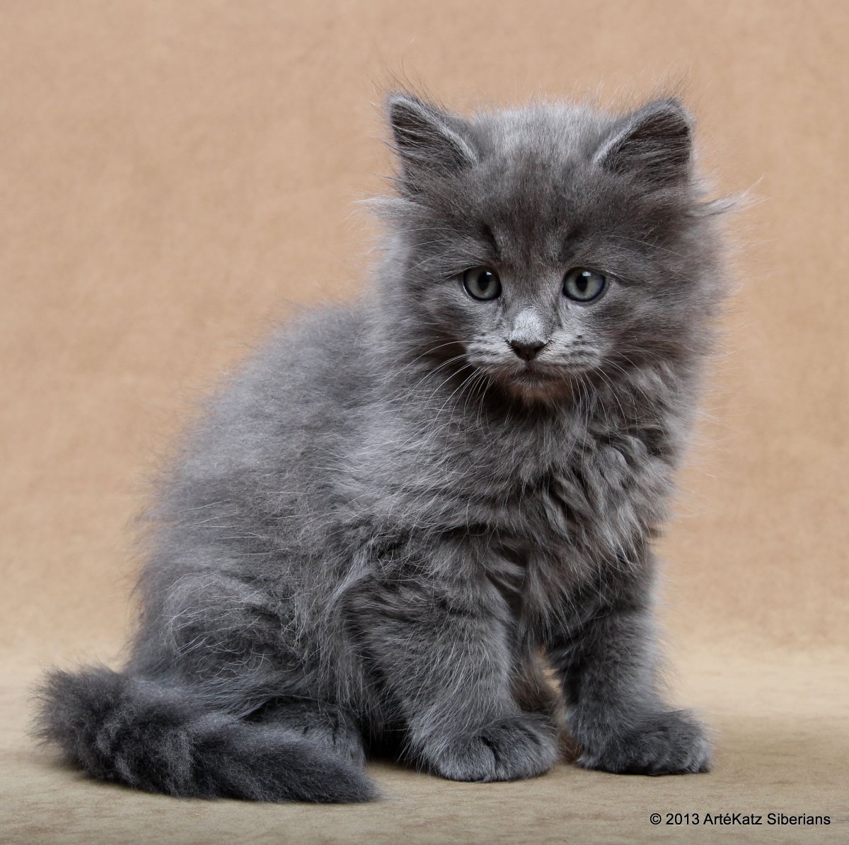 Сибирская длинношерстная серая котёнок
