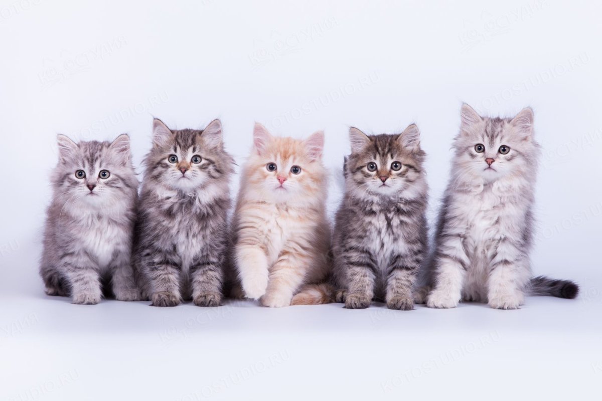 Заводчик породистых кошек