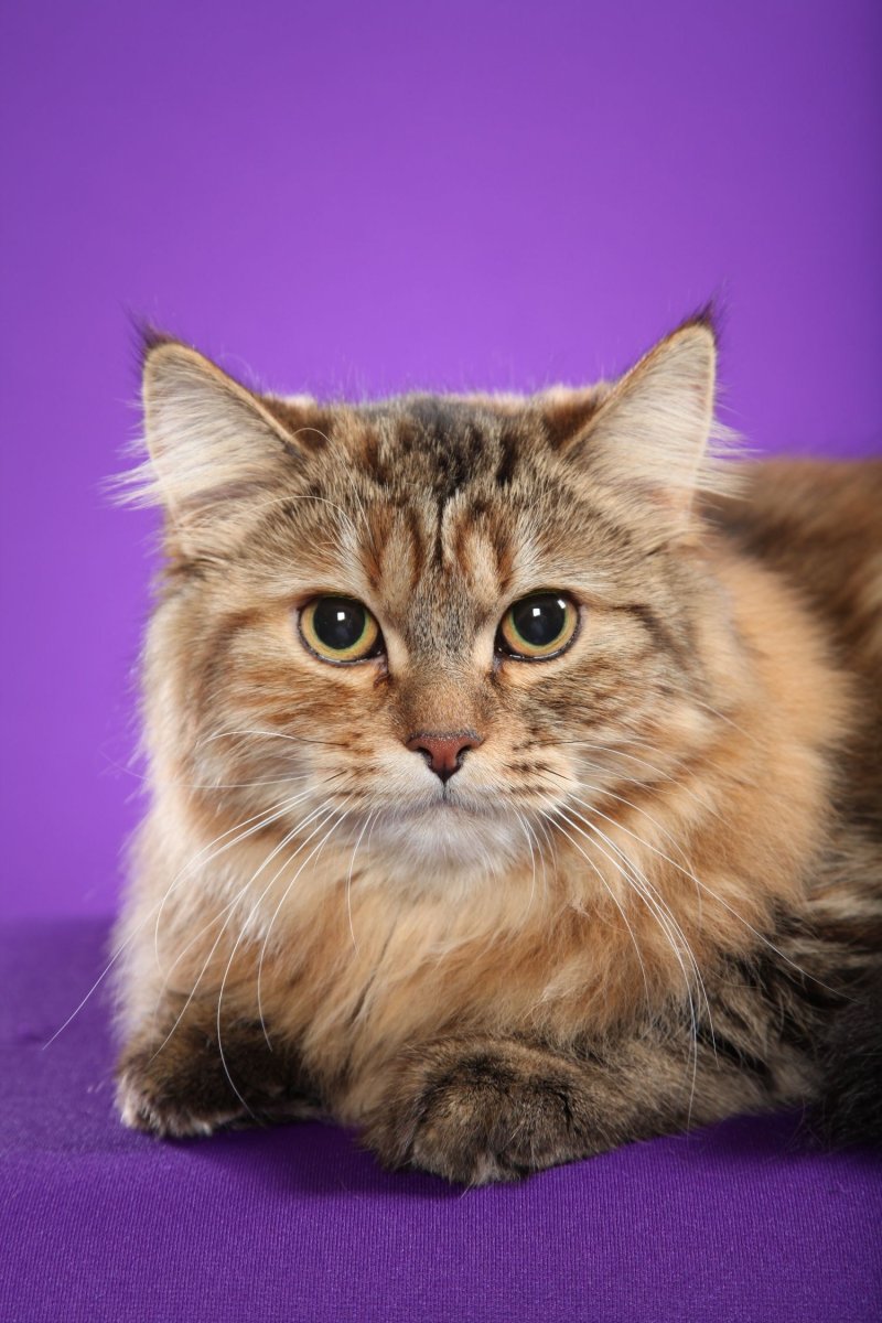 Котята Сибирские агути