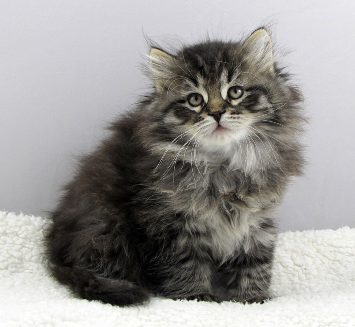 Котенок Сибиряк
