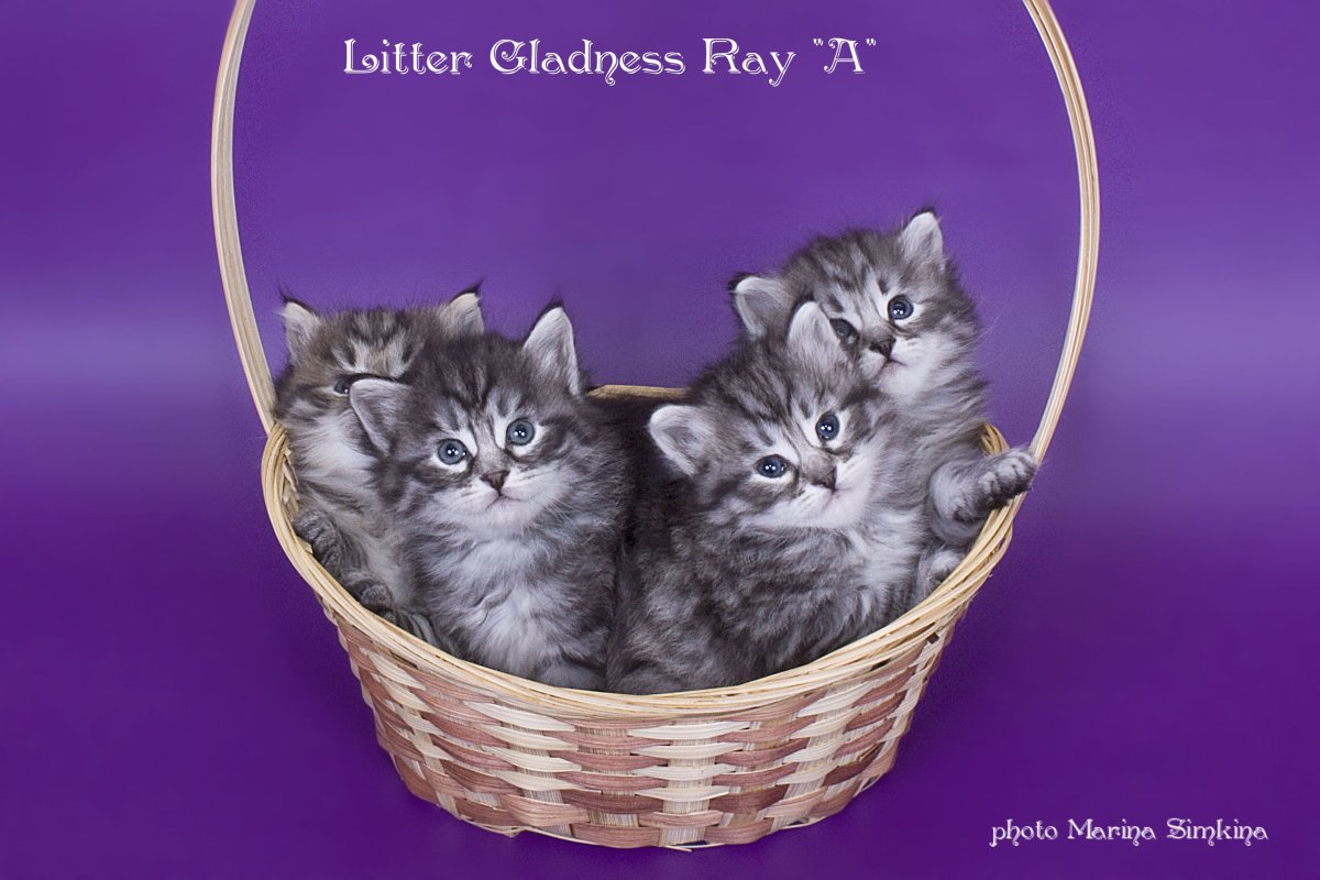 Котёнок сибирской кошки 4 месяца