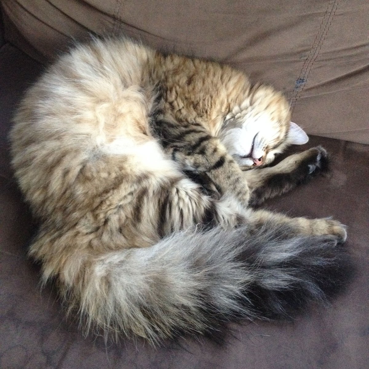 Сибирский кот спит