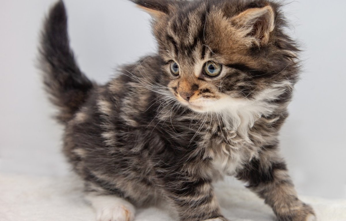 Пушистая полосатая кошка