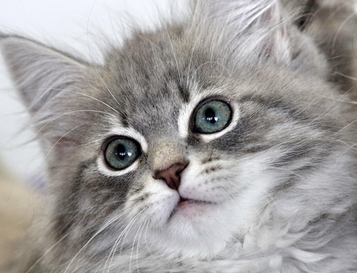 Серенький пушистый котенок