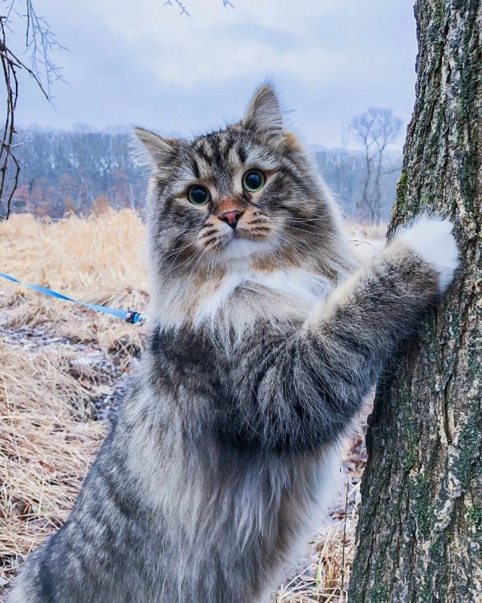 Сибирский кот