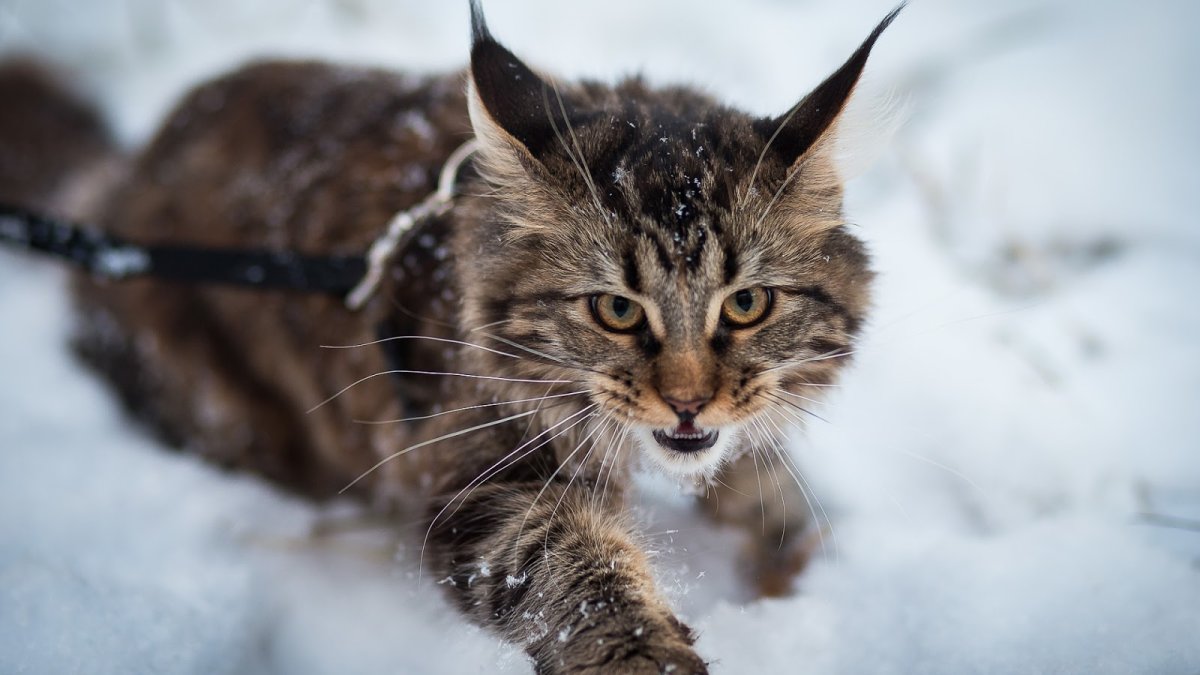 Снежный Мейн кун