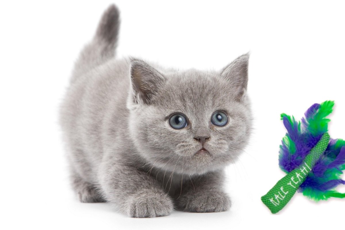 Картинки на белом фоне красивые