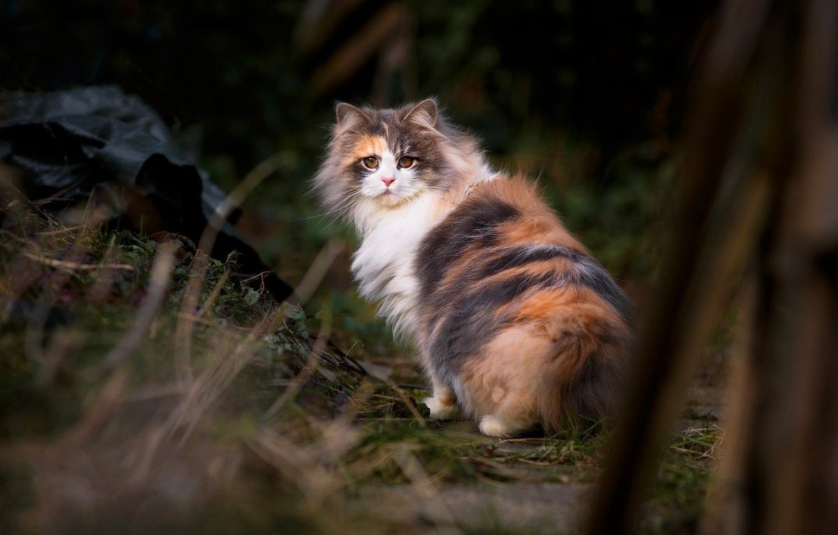 Норвежский Лесной кот трехцветный