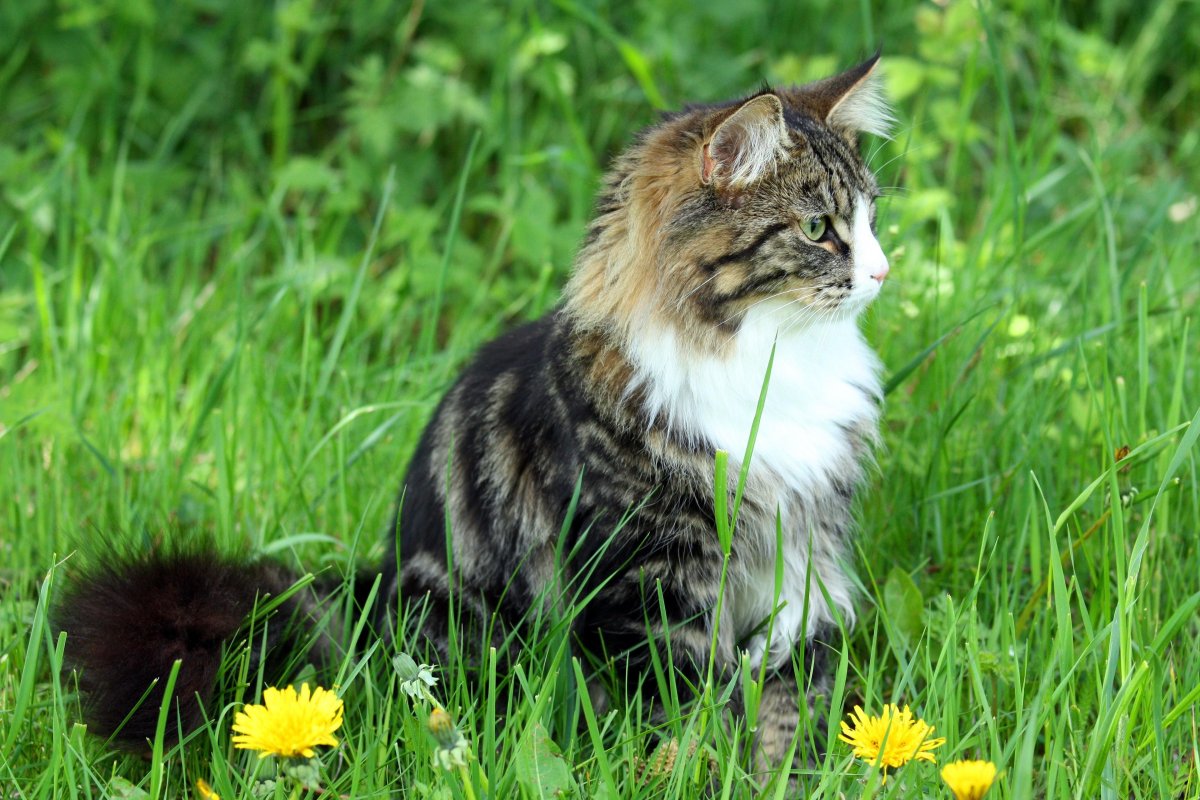 Сибирская кошка на траве