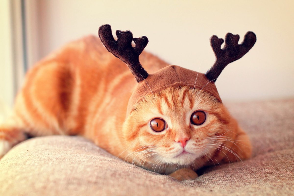 Няшные котики