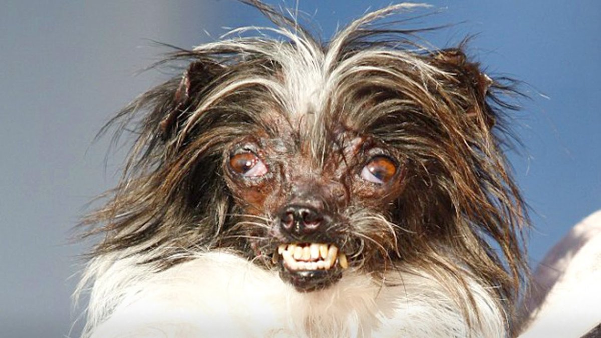 Китайская хохлатая злая