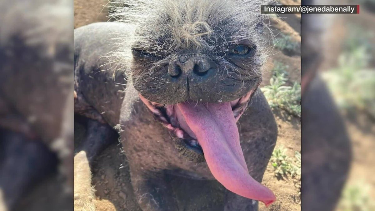 Самая уродливая собака в мире