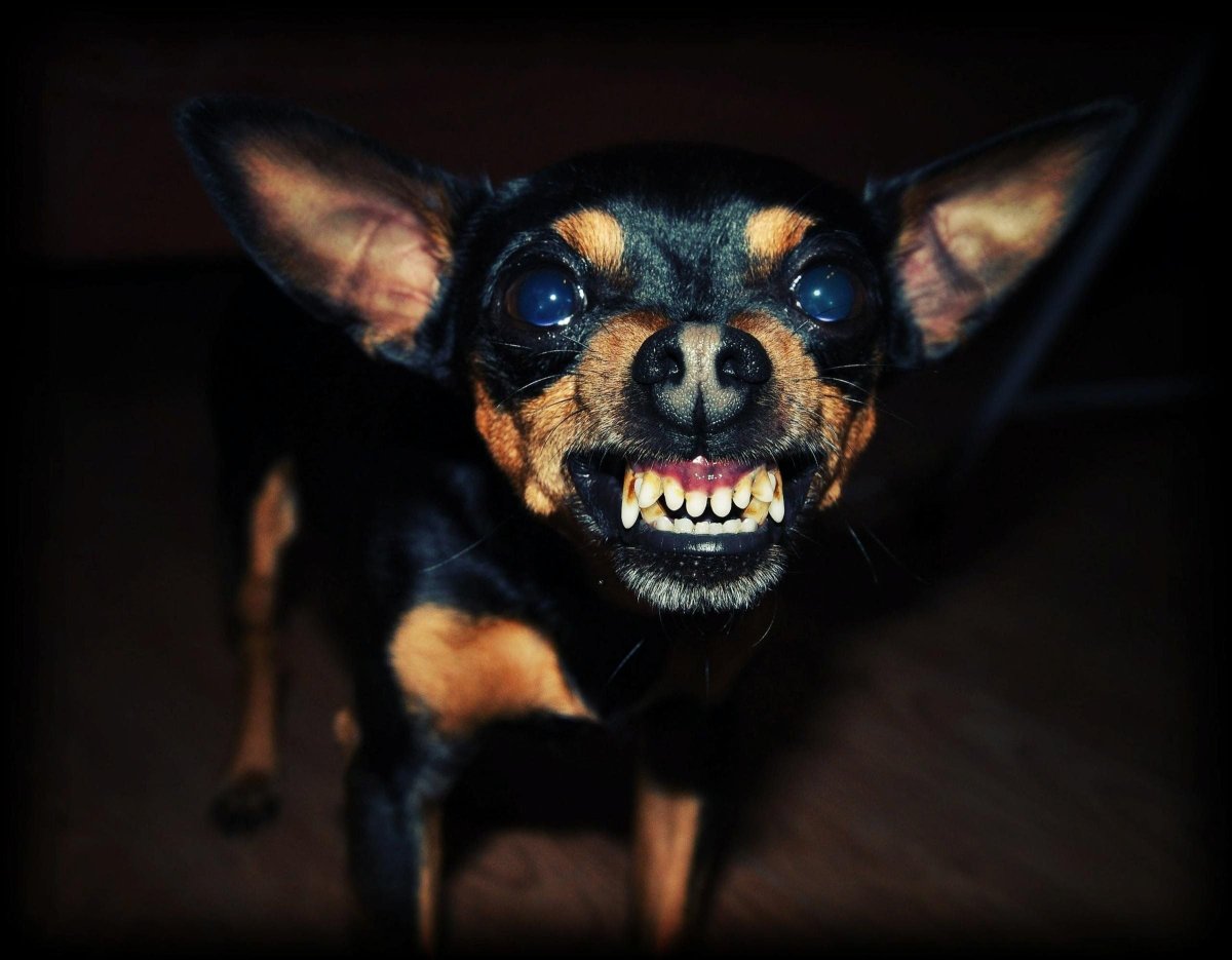 Маленькие злые собаки