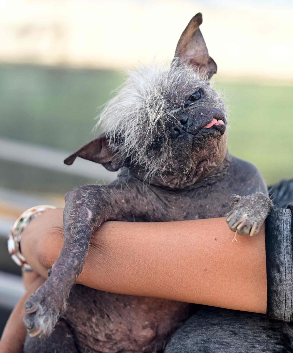 Самая уродливая собака 2022