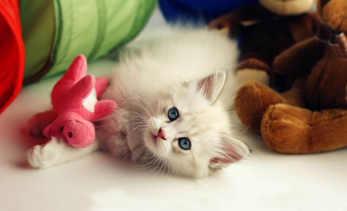 Картинки на рабочий стол котики милые