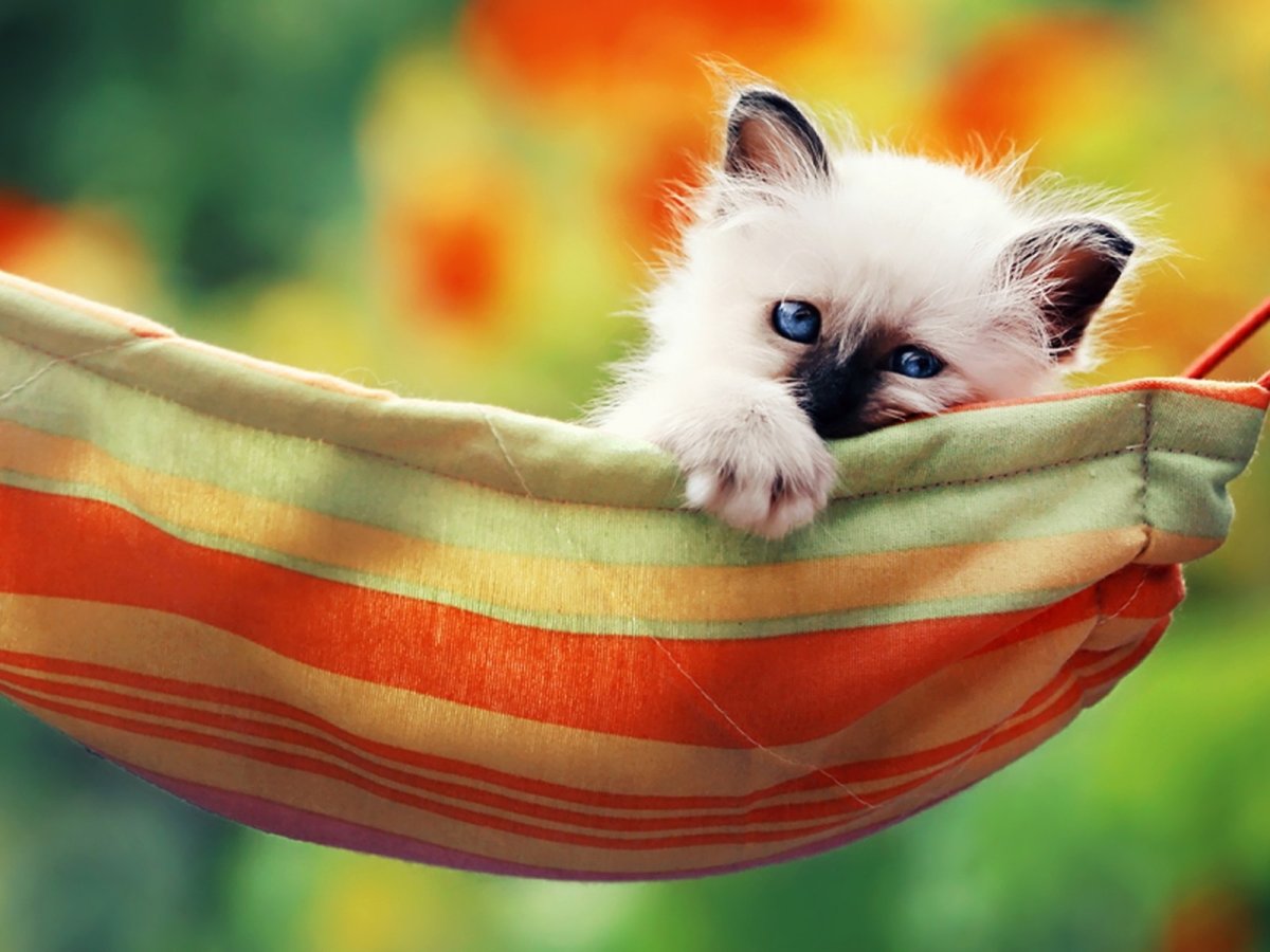 Позитивные животные