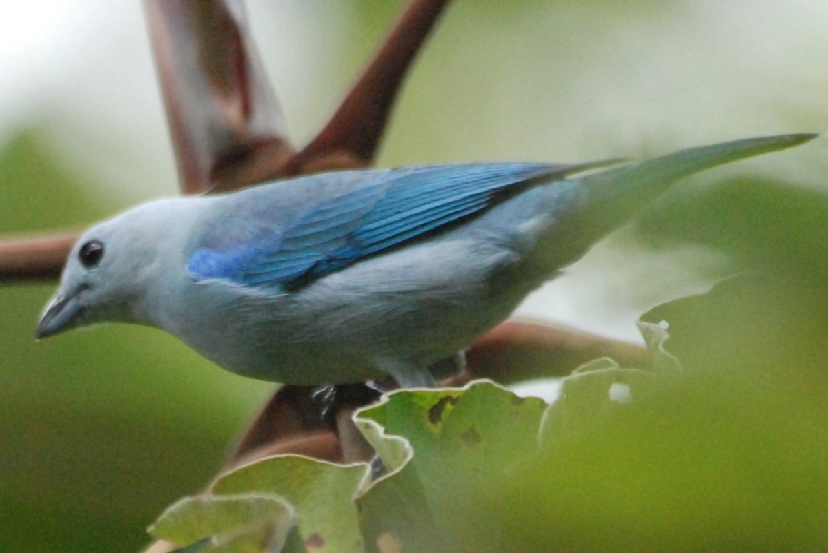 Серо голубая птичка