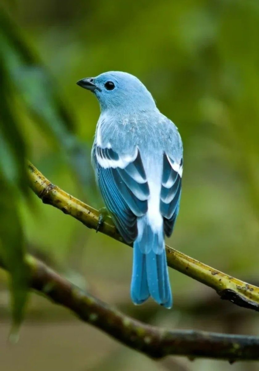 Танагра синяя