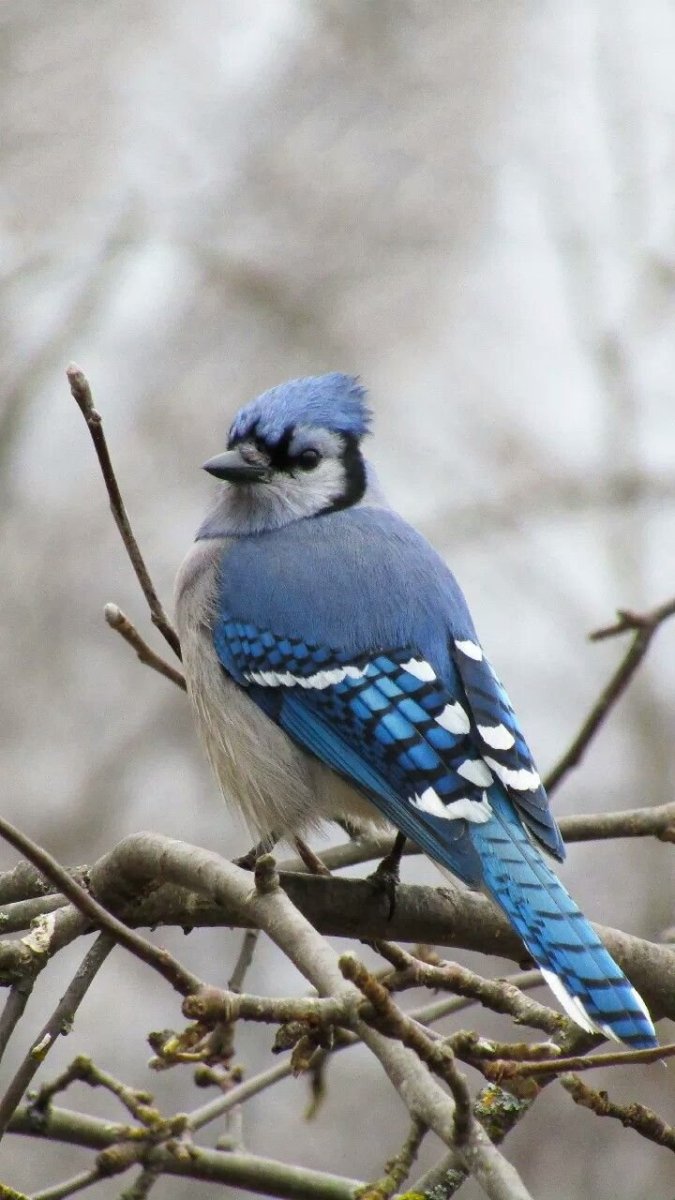 «Голубые сойки»