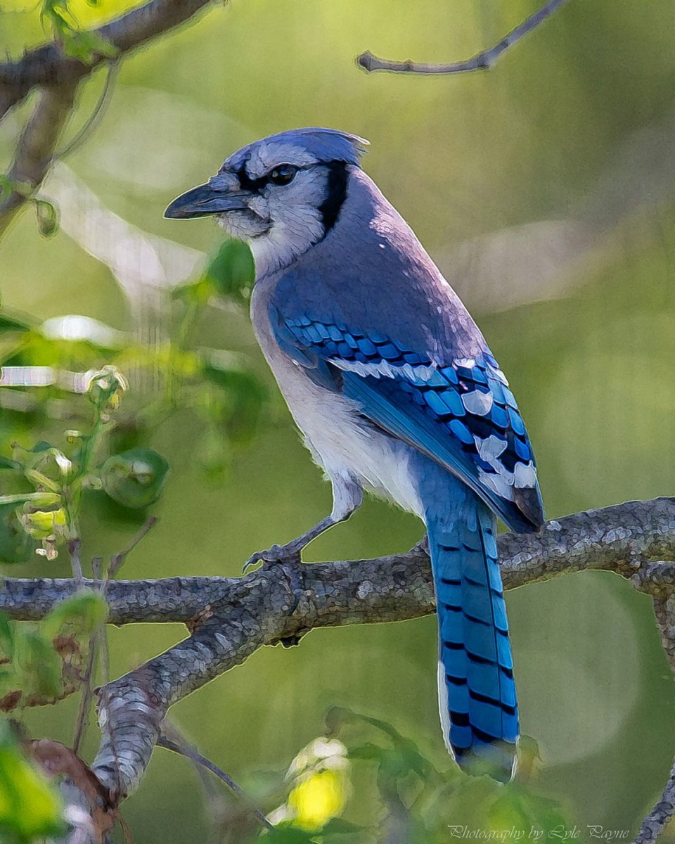 Голубая Сойка самка