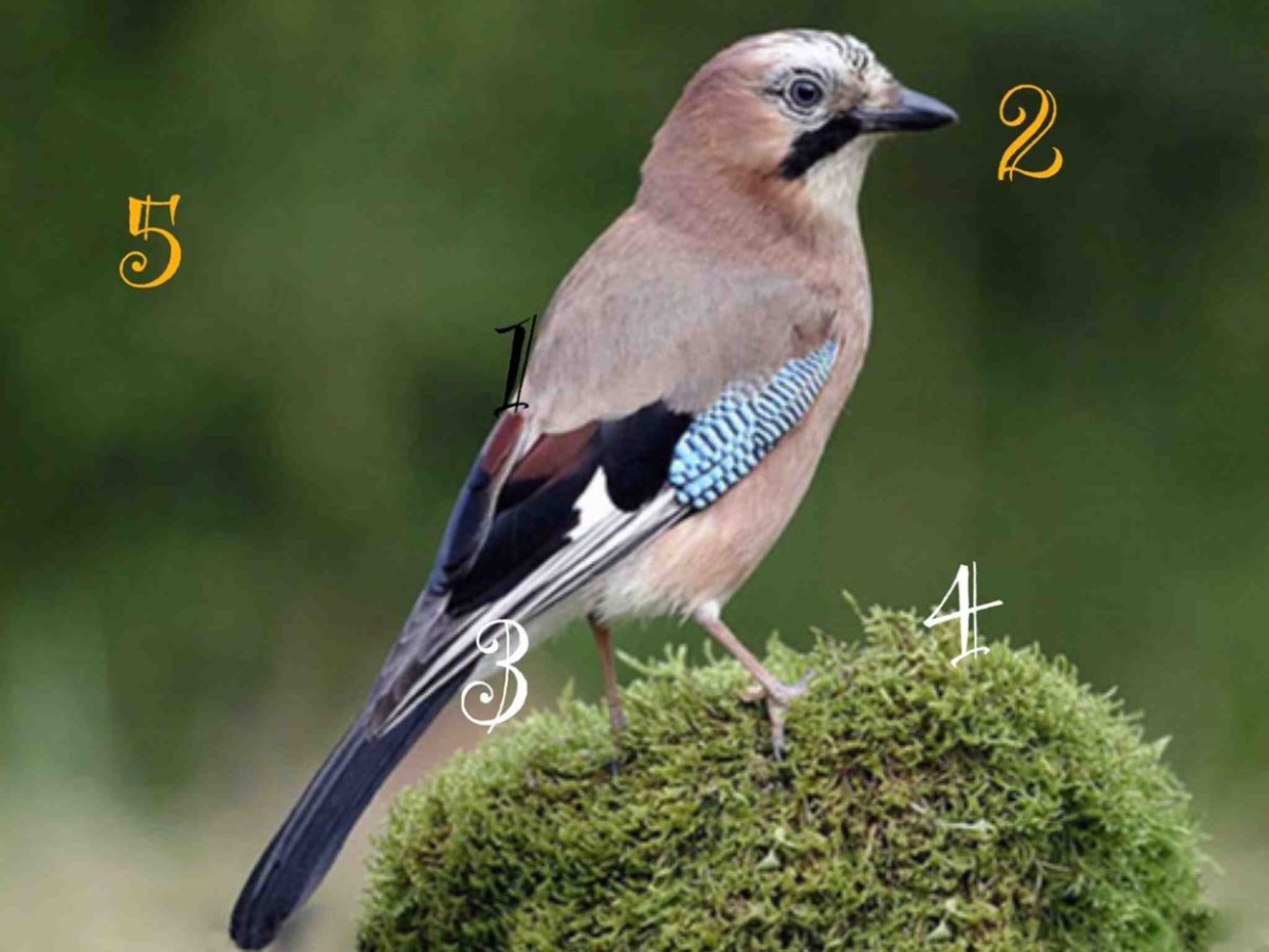 Коричневая птица с черным хвостом