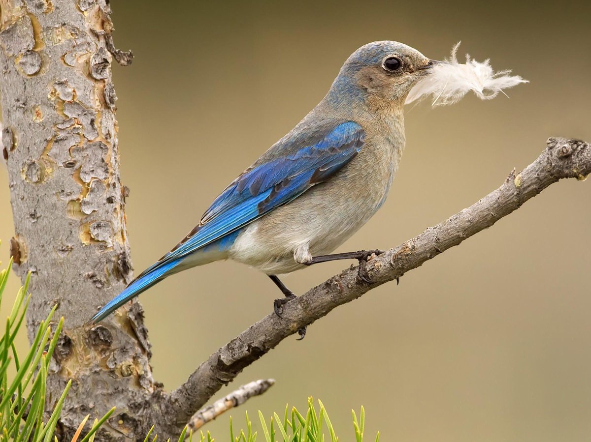 Bluebird photo
