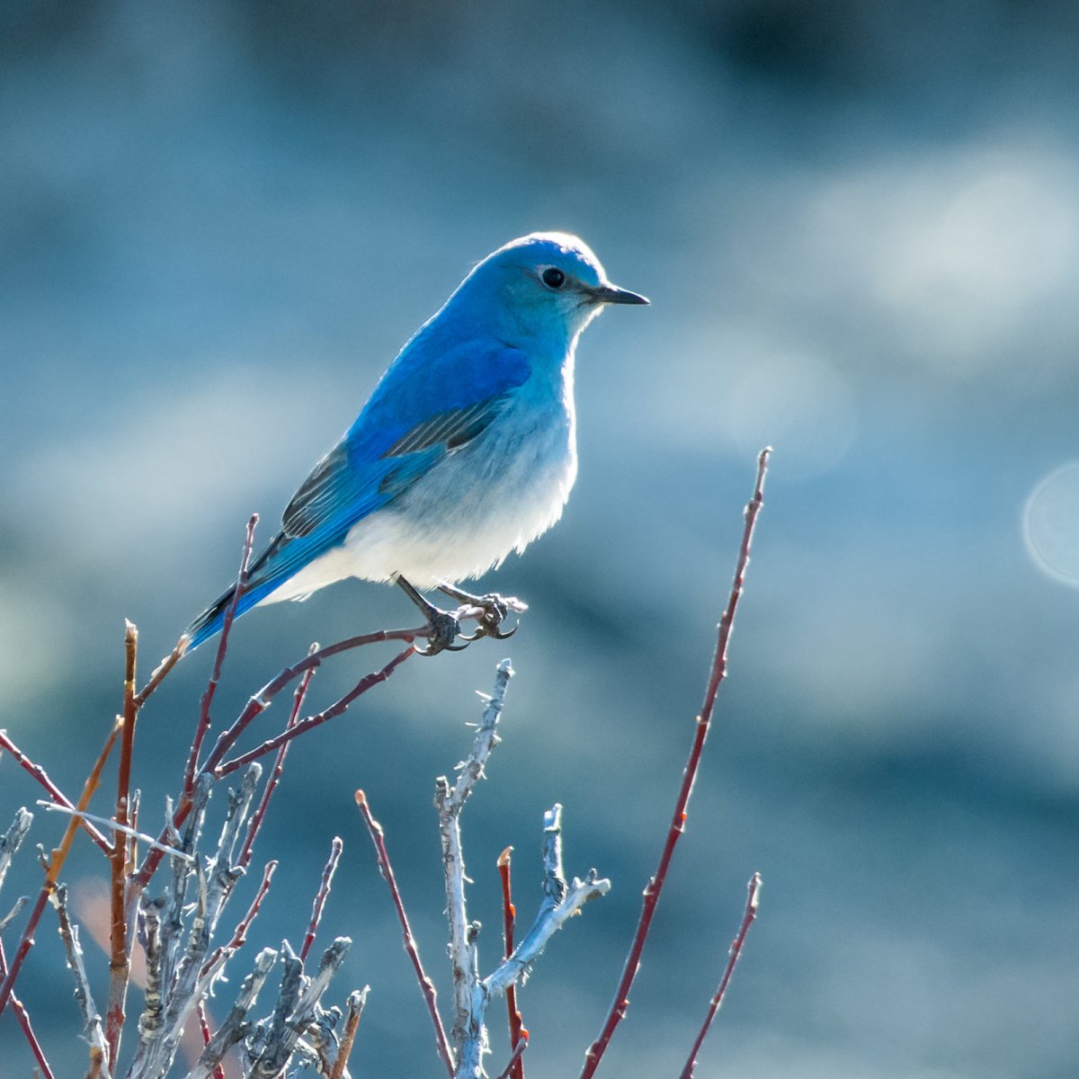 Mountain Bluebird птица