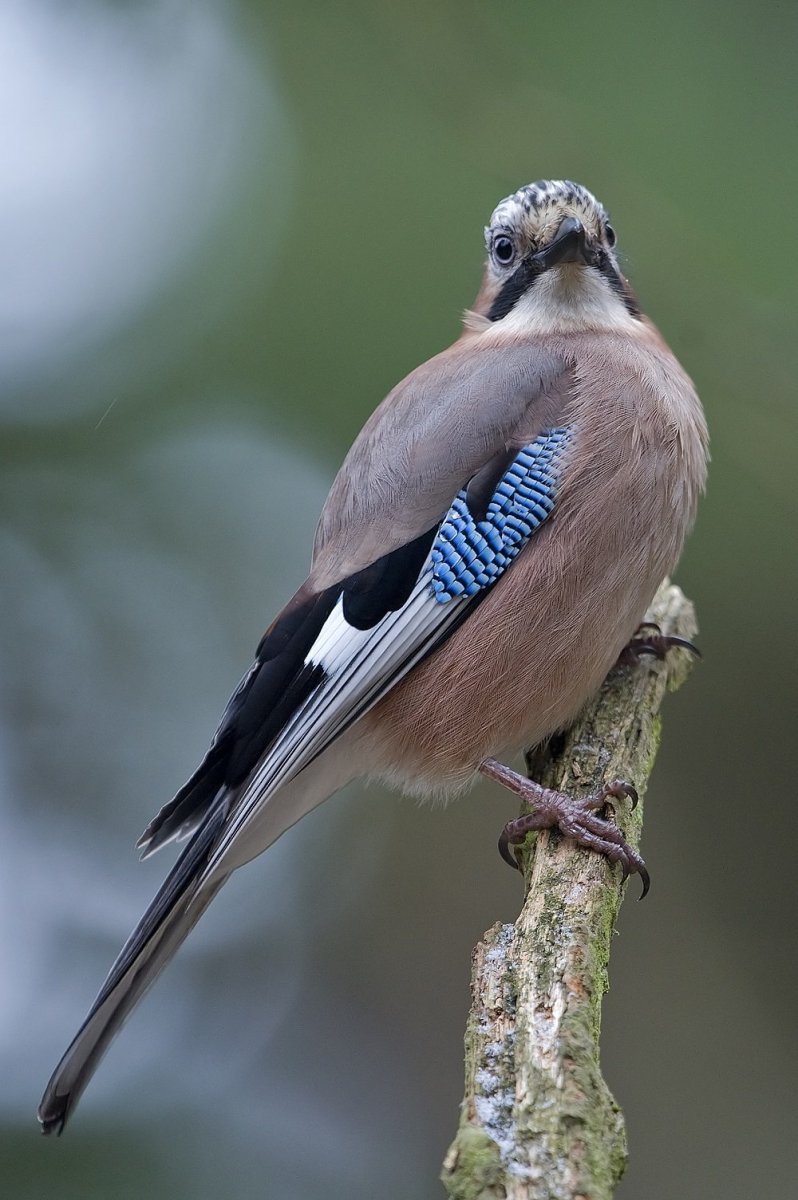 Сойка пересмешница птица