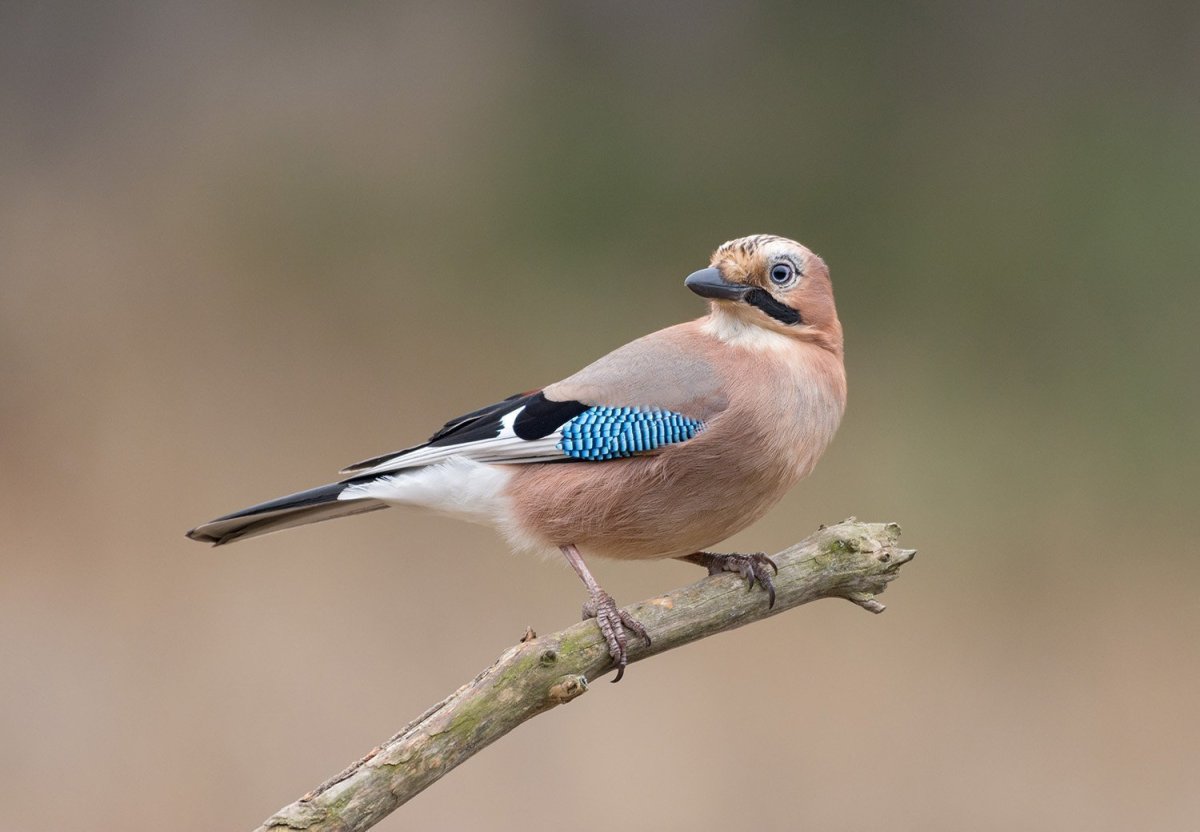 Лесная сорока Сойка