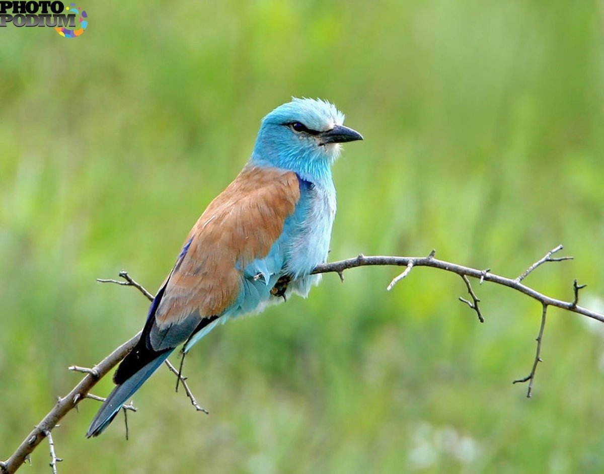 Сизоворонка стая