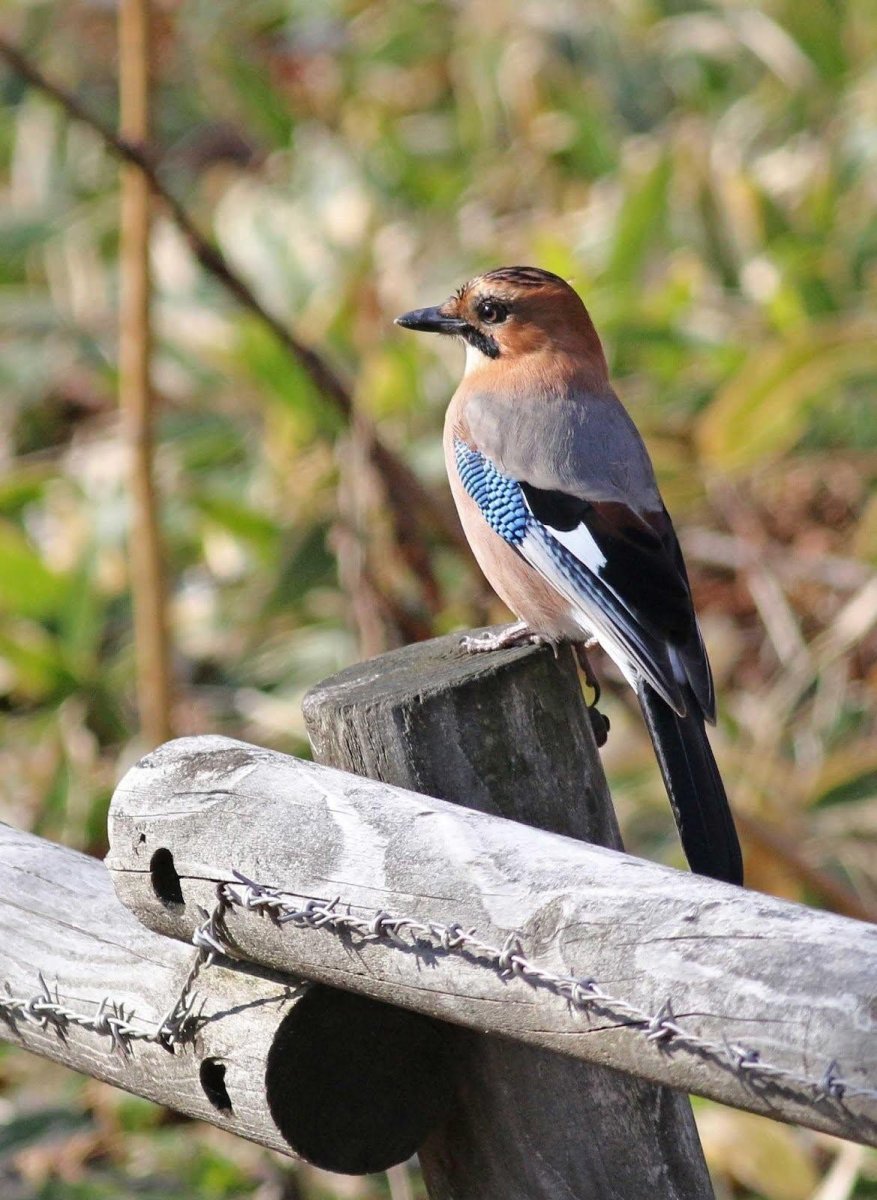 Рыжеголовая Сойка