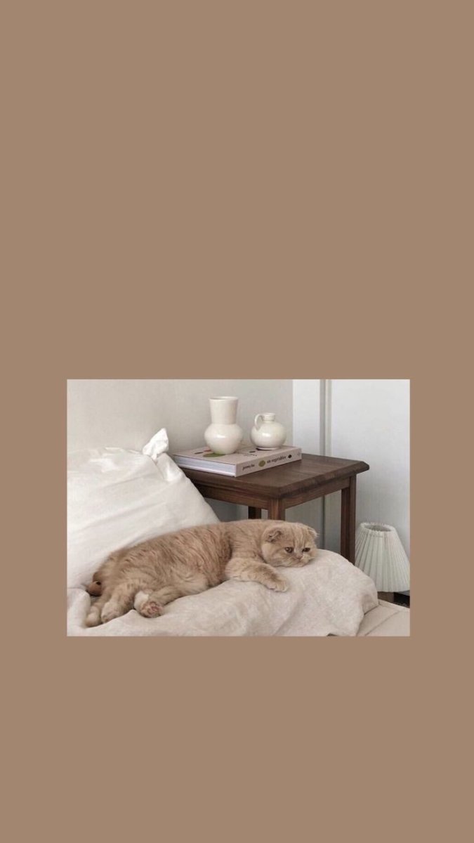 Обои на телефон Эстетика котики