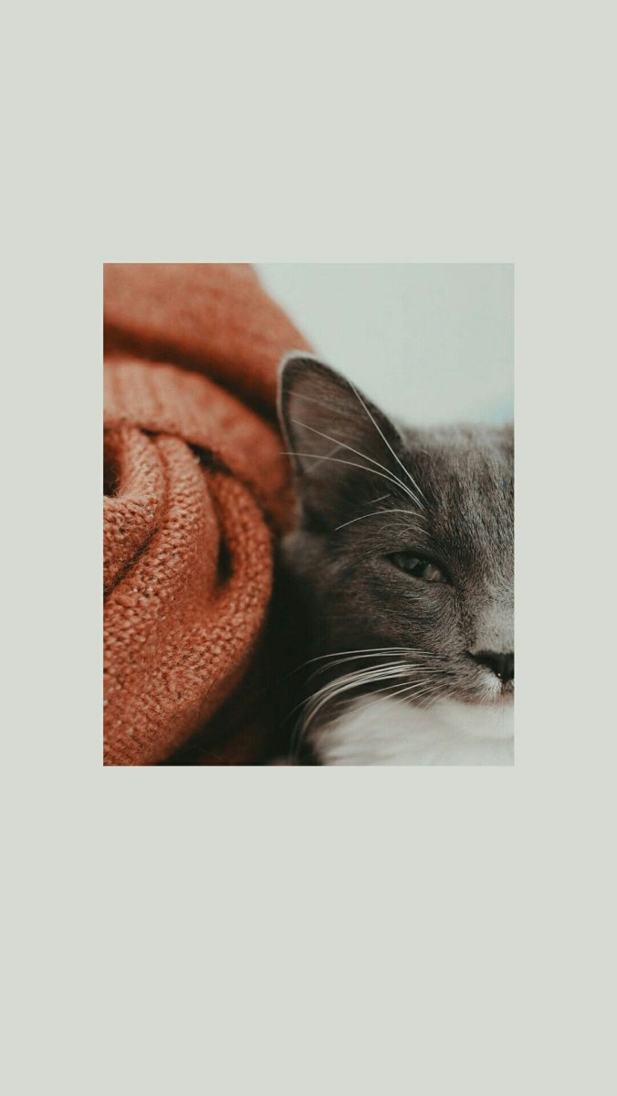 Обои с котом Эстетика