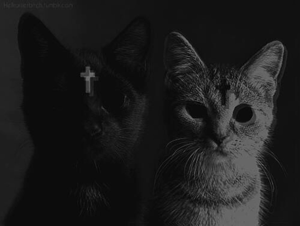 Котики Эстетика