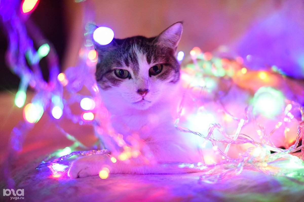 Котик в гирлянде