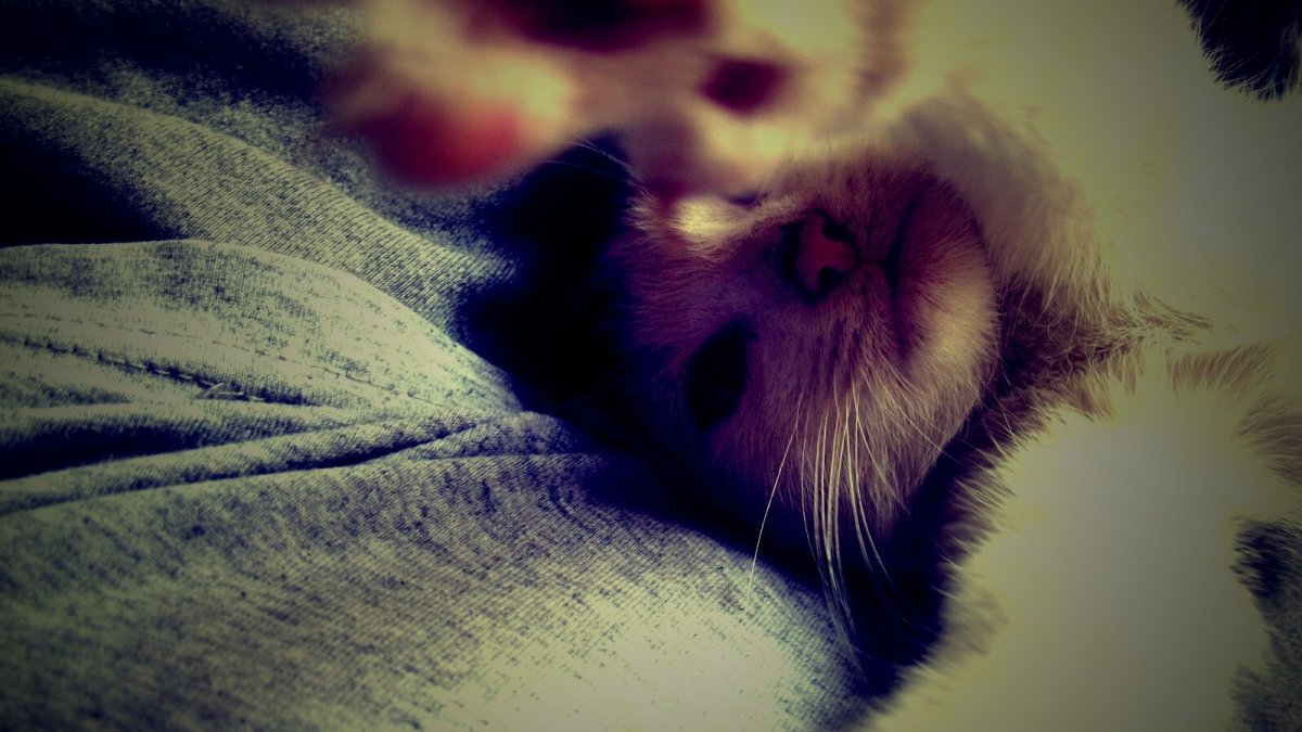 Обои на ПК котики Эстетика