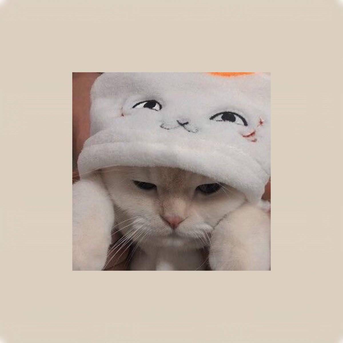 Милый котик Эстетика