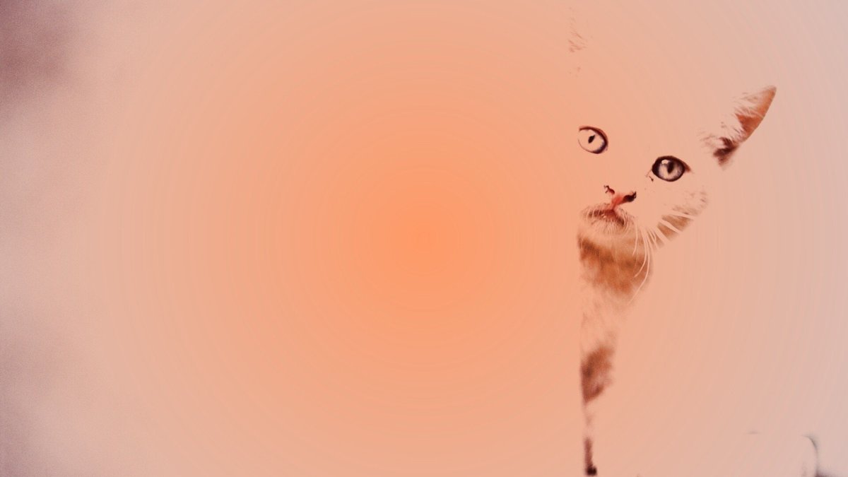 Эстетические обои с котами