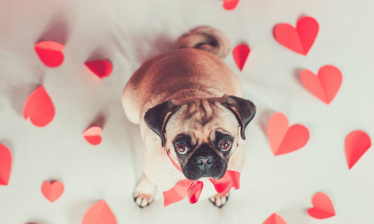 Собачка с сердечком
