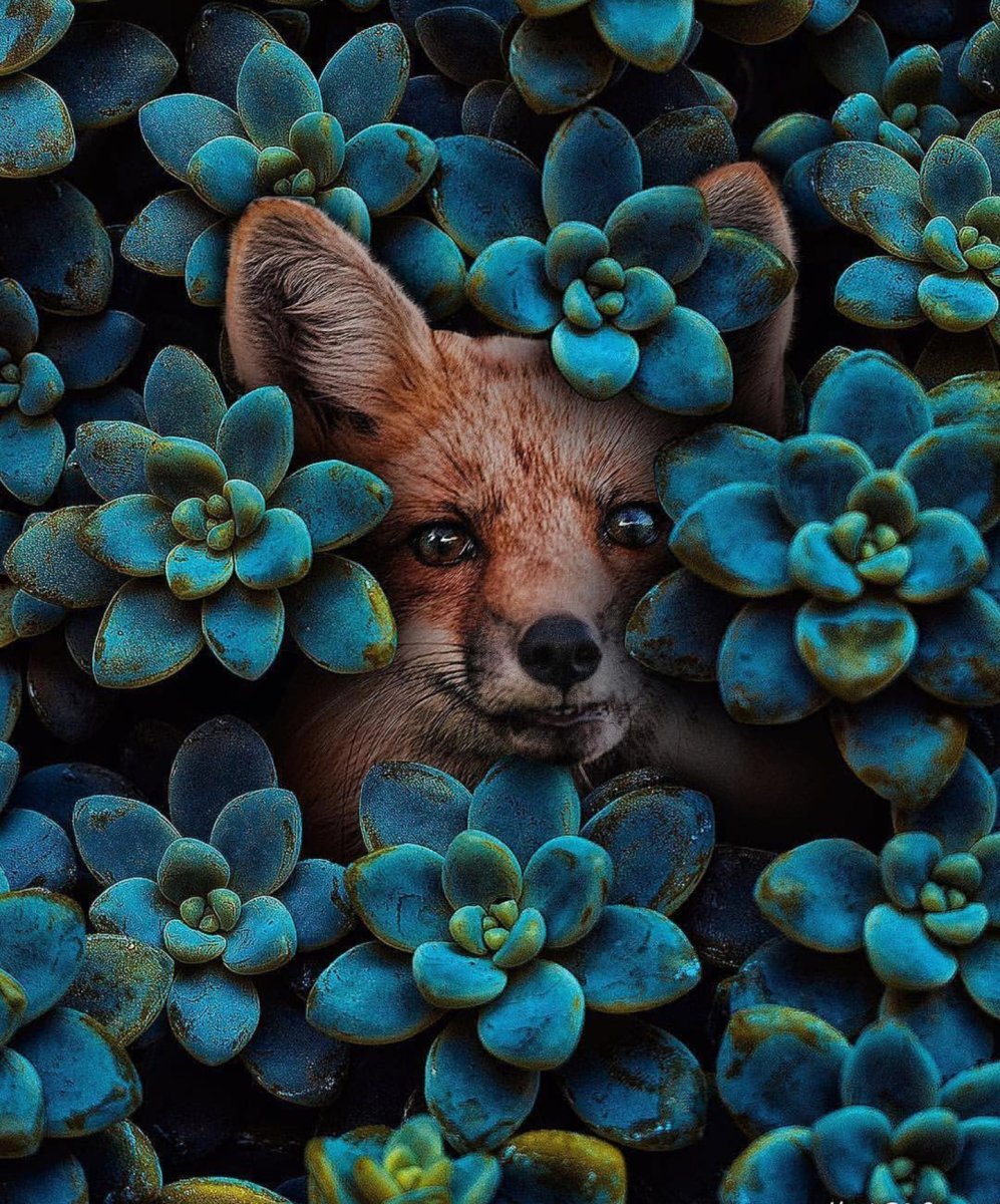 Милые животные