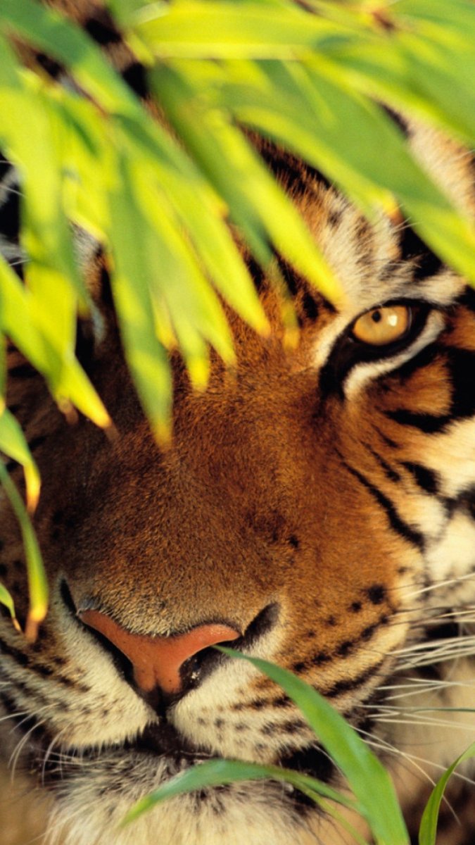 Тигр и бабочки обои на телефон