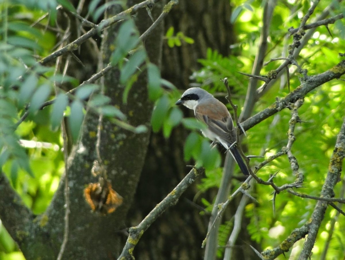 Птицы Брянщины с названием