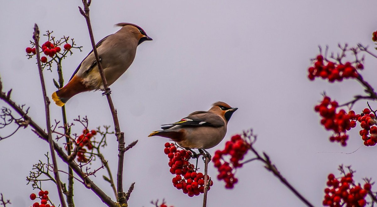 4 Свиристели