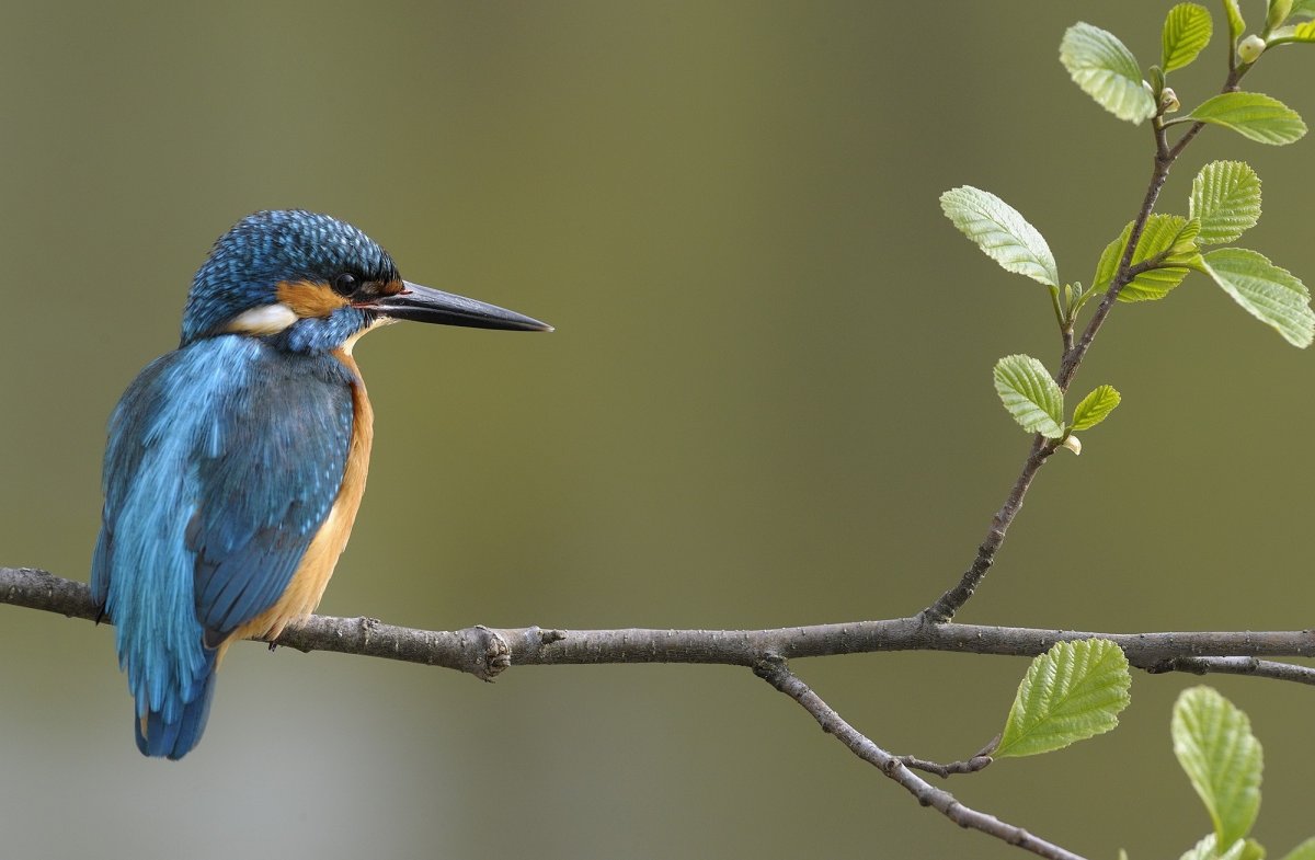 Птицы брянских лесов