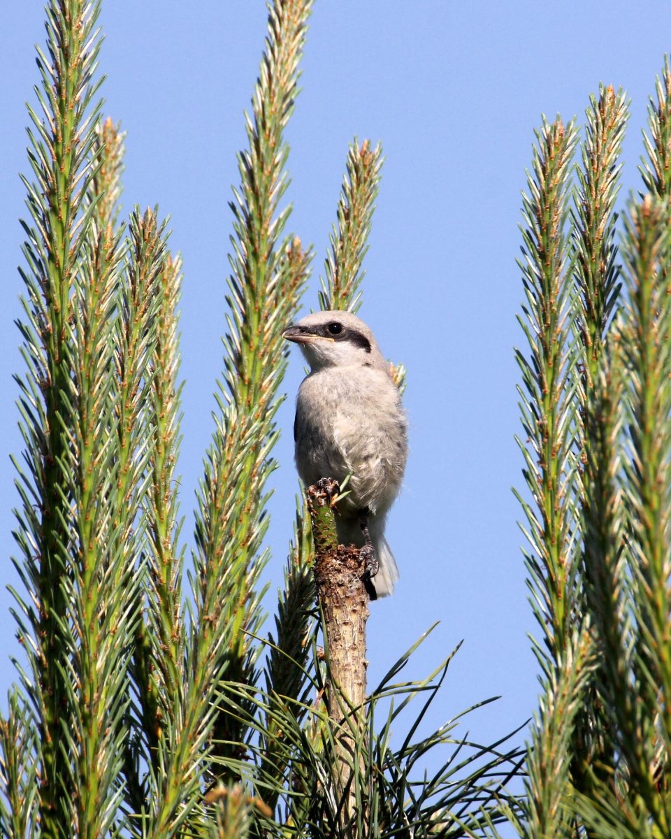 Сорокопут птенец