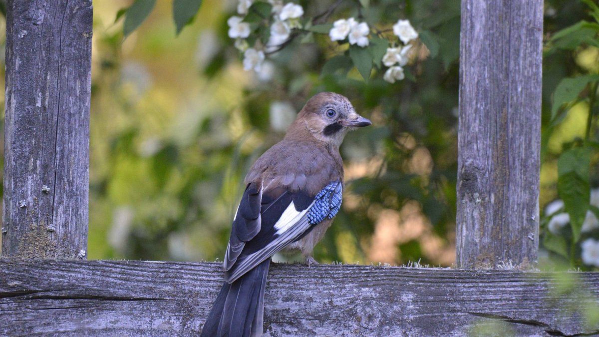 Слеток сойки