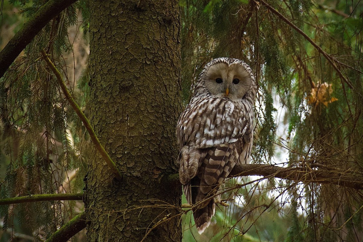 Птицы Брянского заповедника